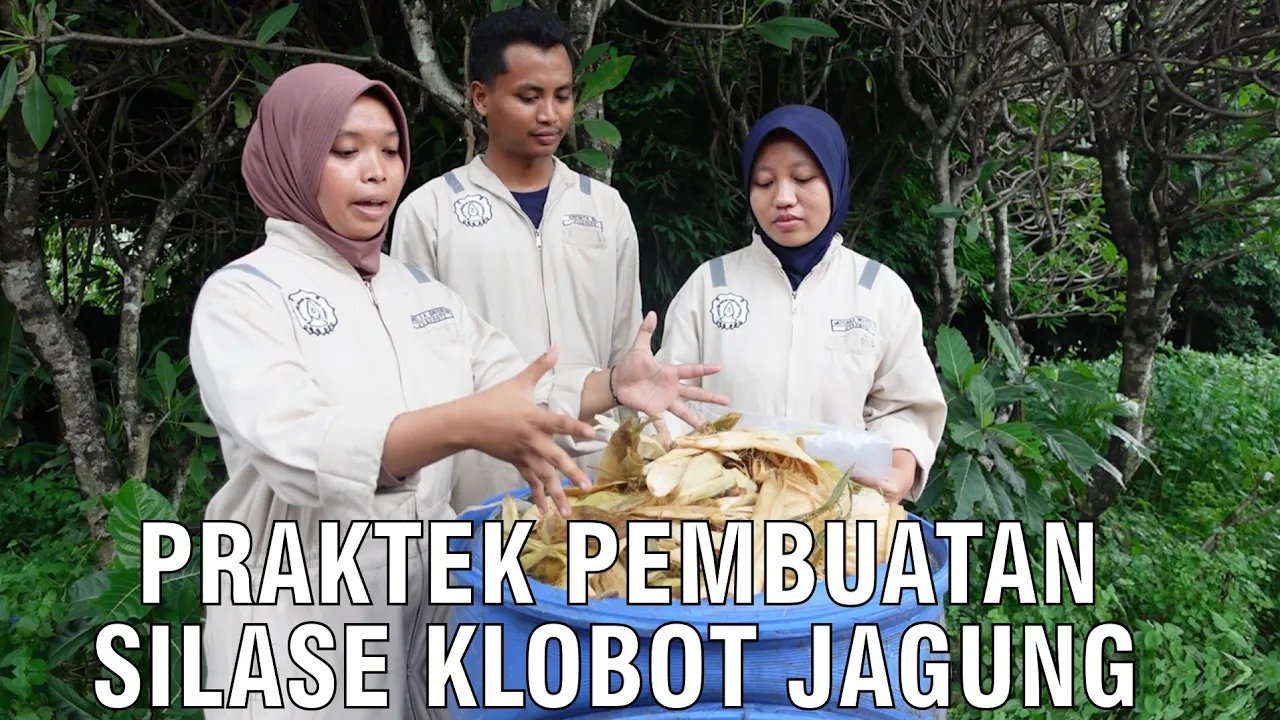
                                 Praktek-Pembuatan-Silase-Klobot-Jagung